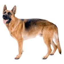 Köpeklerde Gastrik Dilatasyon