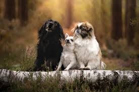 Köpeklerde Kabızlık