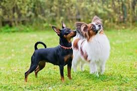 Köpeklerde Kusma